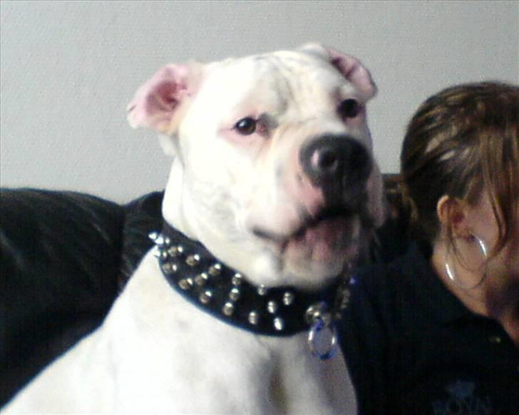 Amerikansk bulldog Holger Junior - hvad skete der med ørene?! billede 9