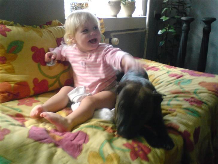 Amerikansk staffordshire terrier Diamound billede 1