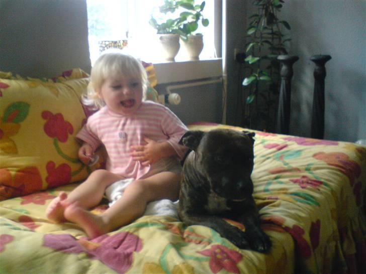 Amerikansk staffordshire terrier Diamound billede 2