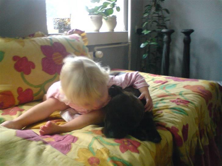 Amerikansk staffordshire terrier Diamound billede 3