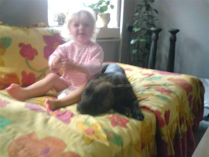 Amerikansk staffordshire terrier Diamound billede 4