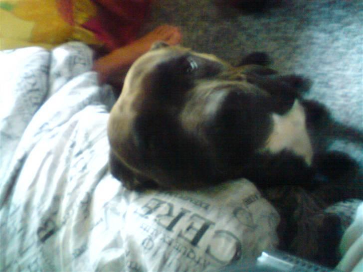 Amerikansk staffordshire terrier Diamound billede 5