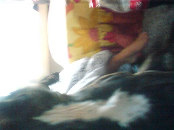 Amerikansk staffordshire terrier Diamound billede 6