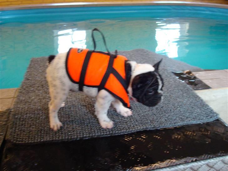 Fransk bulldog Ohio - Ohio i "svømmehal" for første gang billede 8