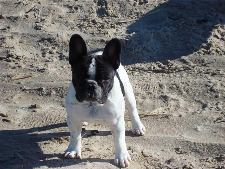 Fransk bulldog Ohio - Ohio 16 uger, her på Løkken strand billede 9