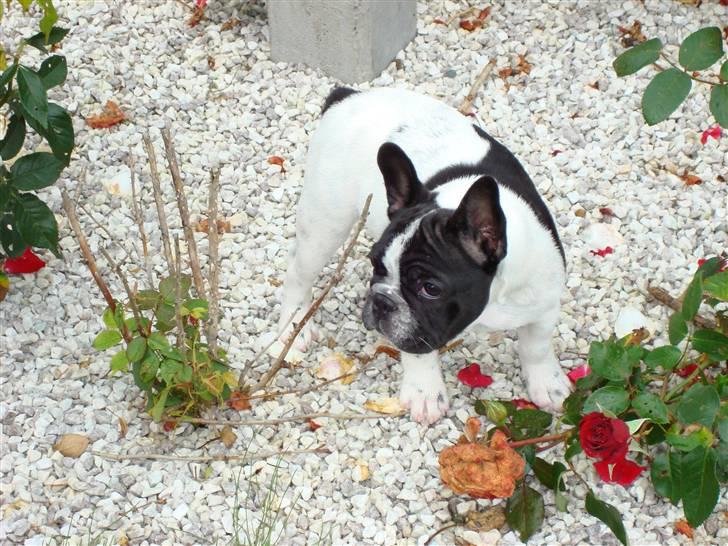 Fransk bulldog Ohio - Ohio leger i mine roser ;-) billede 10