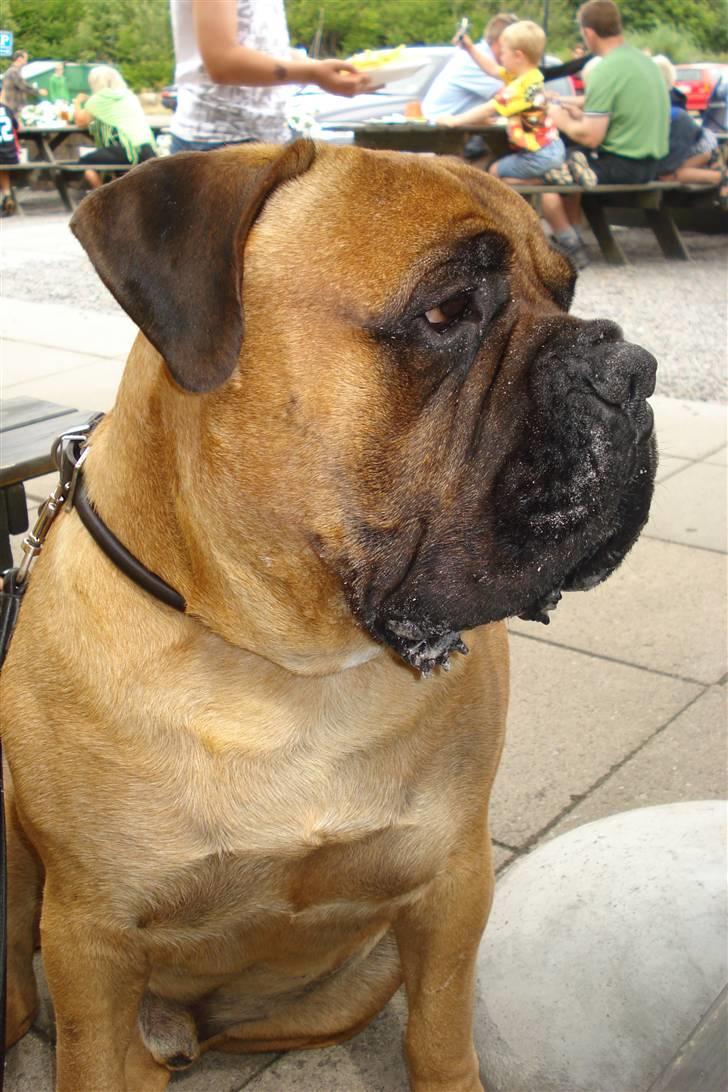 Bullmastiff Zakaa - Nææææ, vi er ikke mange - os 4-årige m. suttepukler... billede 16