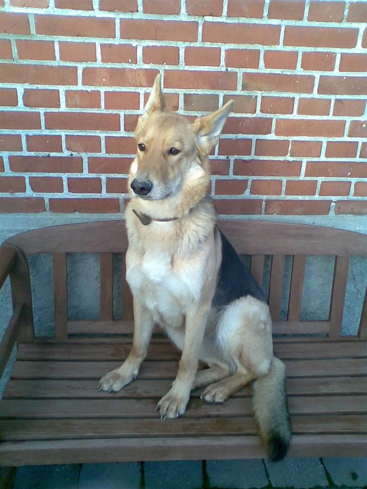 Schæferhund Bella billede 13