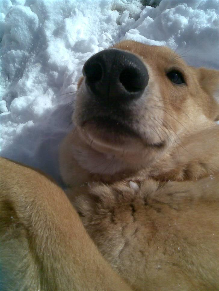 Schæferhund Bella billede 14