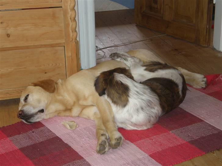 Italiensk mynde Pippi - Labrador og græsk gadekryds - man kan aldrig komme for tæt på hinanden. billede 2