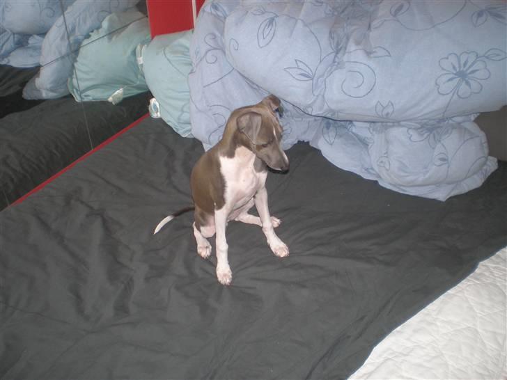 Italiensk mynde Pippi - Vi kan skam sidde (nogenlunde) pænt. billede 3