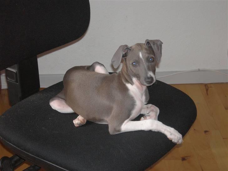 Italiensk mynde Pippi - Skal du virkelig sidde her? billede 4