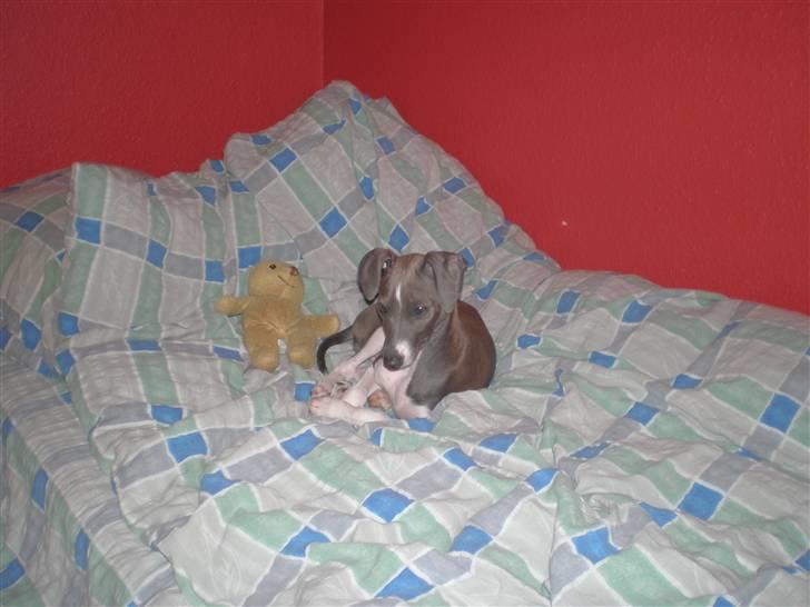 Italiensk mynde Pippi - Den farlige fluejager... billede 5