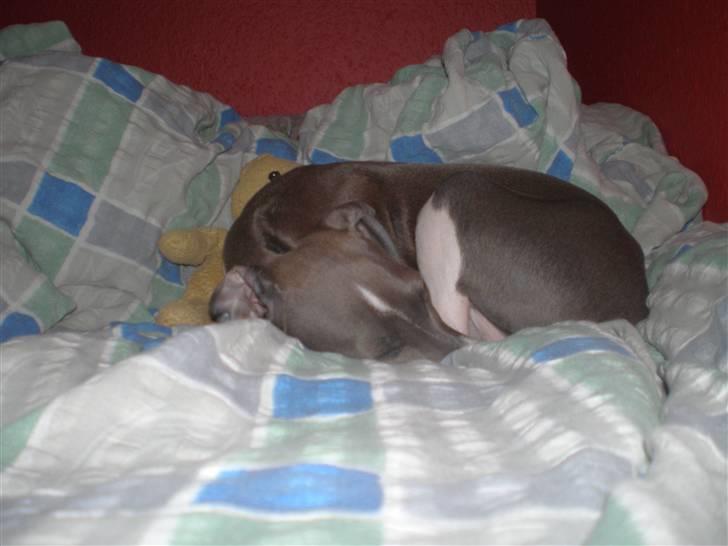 Italiensk mynde Pippi - Sådan tilbringere vi størstedelen af dagen. billede 6