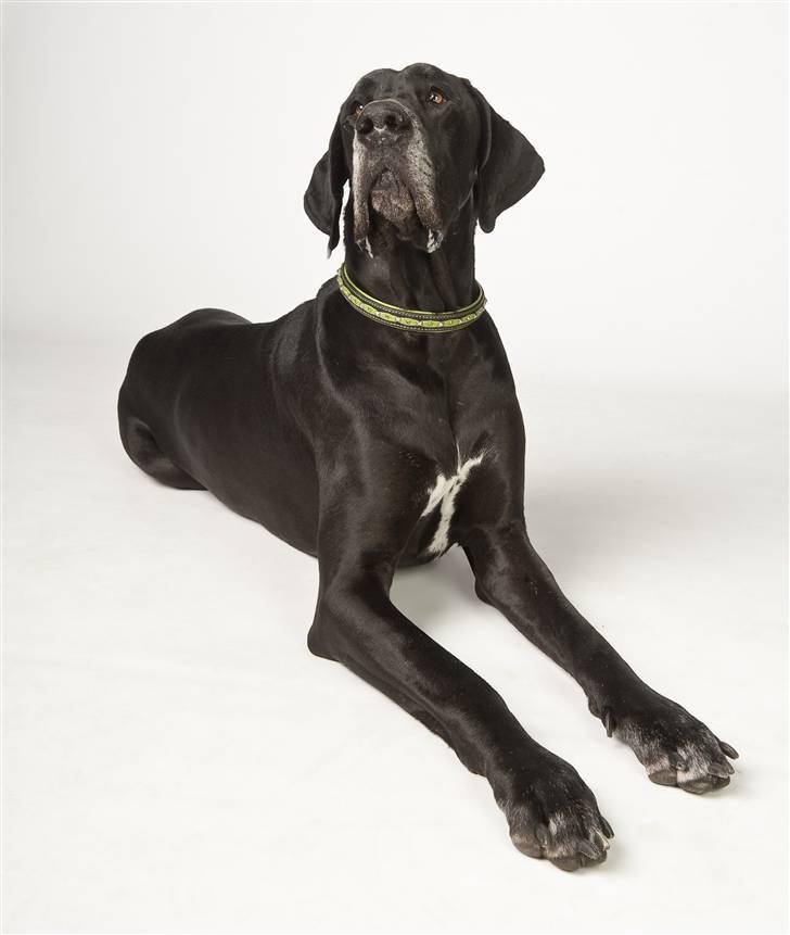 Grand danois WINTHER'S ARMARNI billede 1