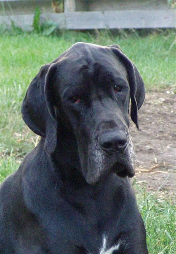 Grand danois WINTHER'S ARMARNI billede 2