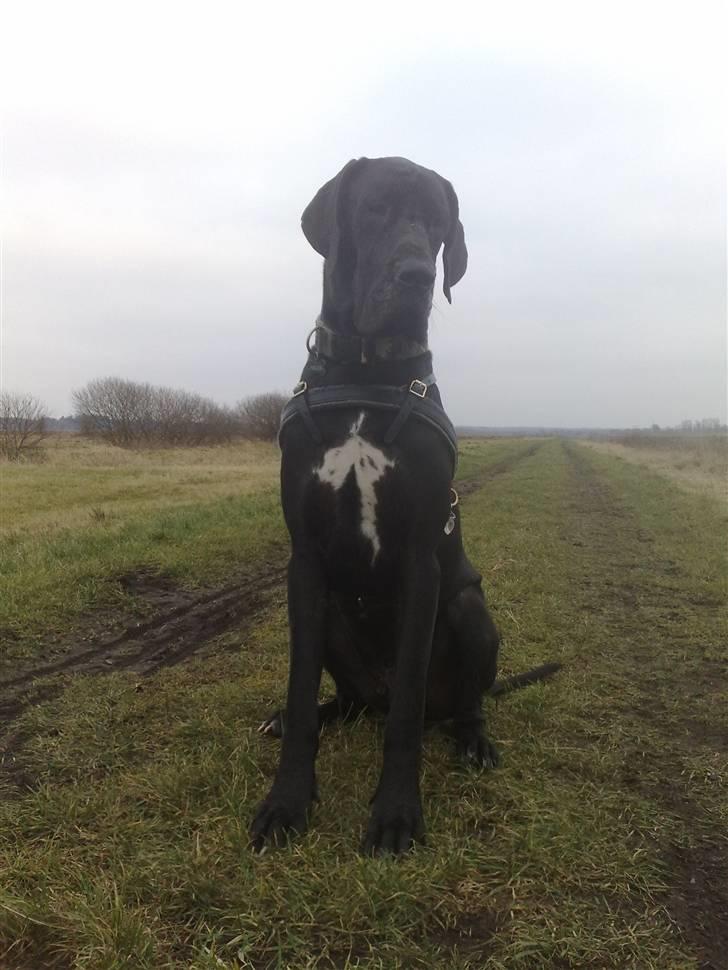 Grand danois WINTHER'S ARMARNI billede 3