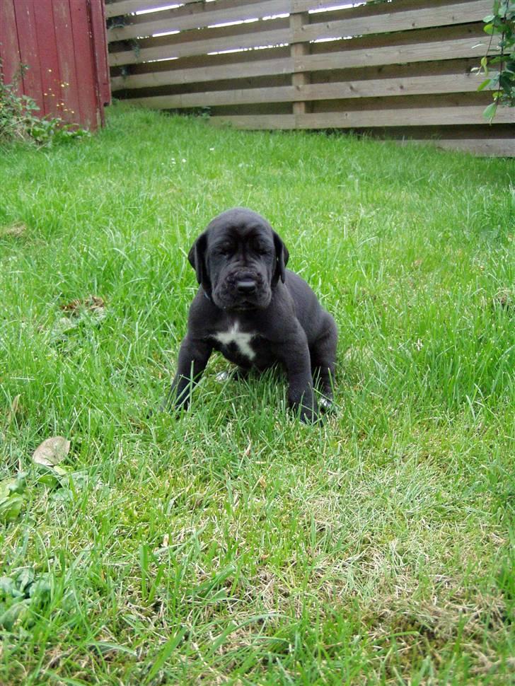 Grand danois WINTHER'S ARMARNI - her er jeg små 4 uger gammel billede 4