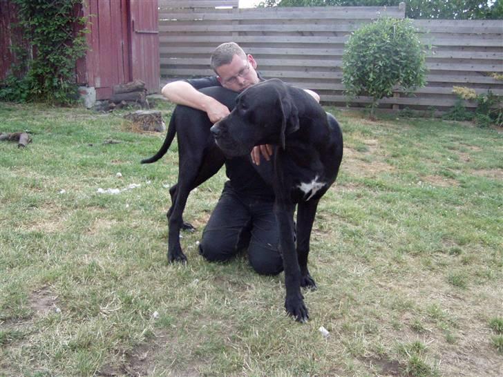 Grand danois WINTHER'S ARMARNI billede 5