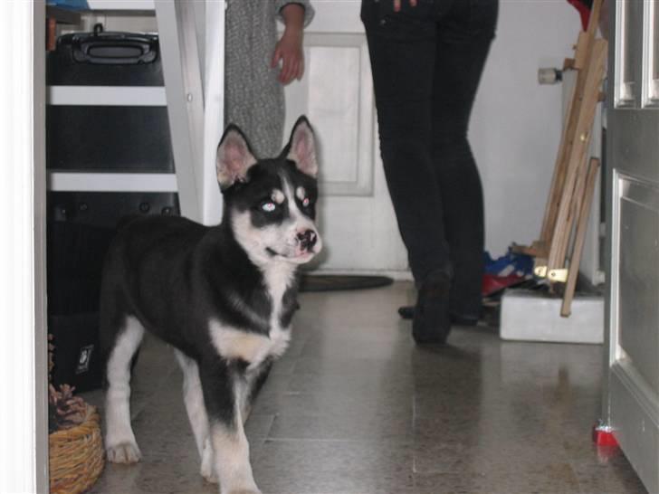 Siberian husky Aslan - første dag i sit nye hjem billede 11