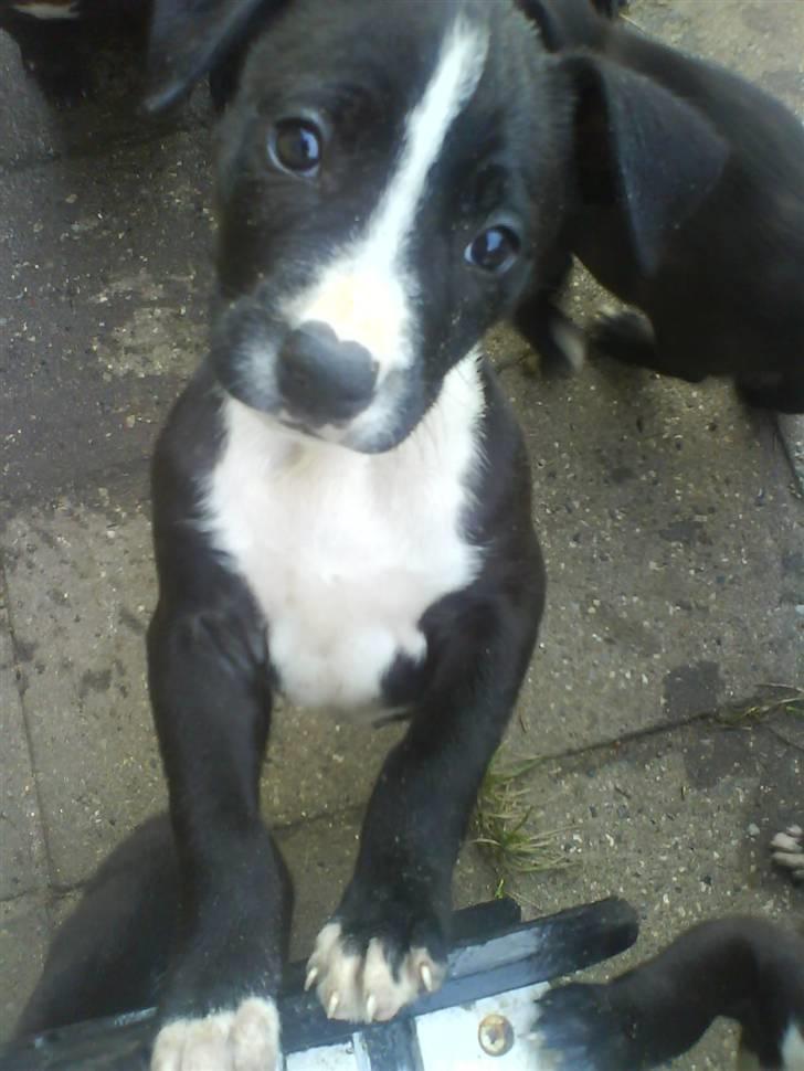 Amerikansk staffordshire terrier Chanti billede 1