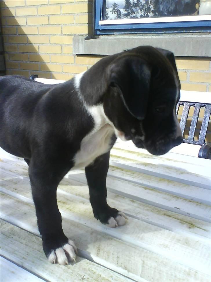 Amerikansk staffordshire terrier Chanti billede 2