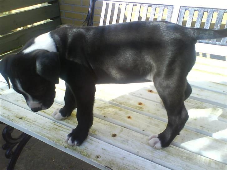 Amerikansk staffordshire terrier Chanti billede 3