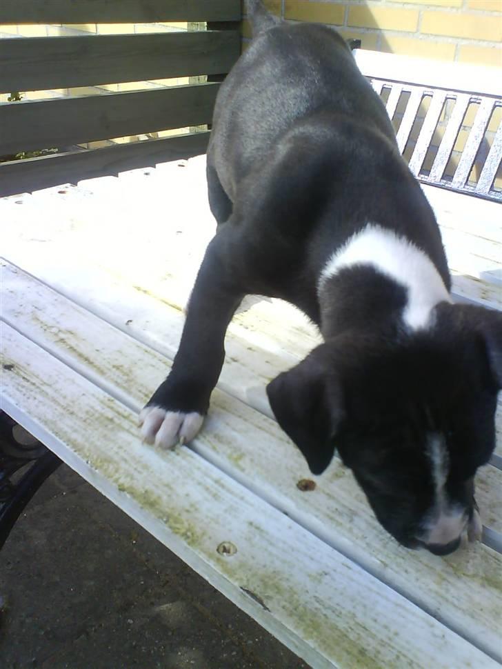 Amerikansk staffordshire terrier Chanti billede 4