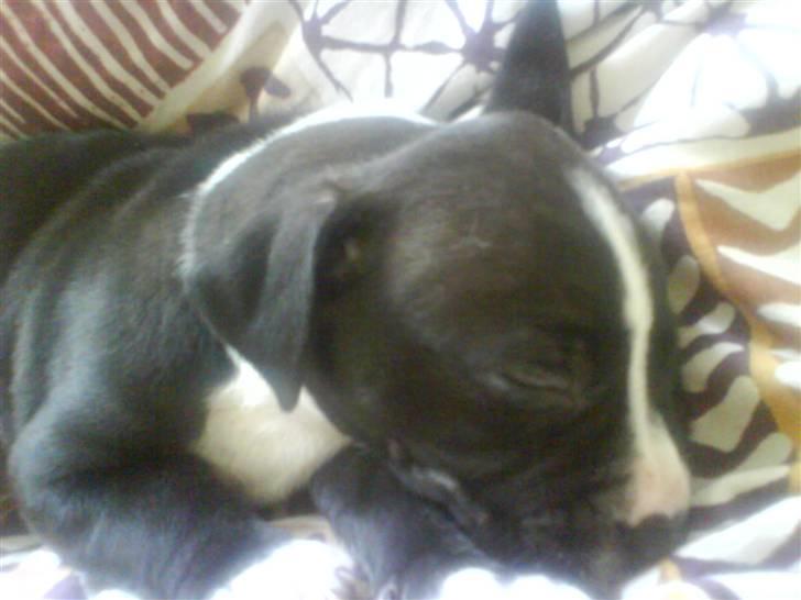 Amerikansk staffordshire terrier Chanti billede 5