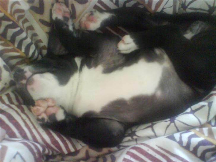 Amerikansk staffordshire terrier Chanti billede 6