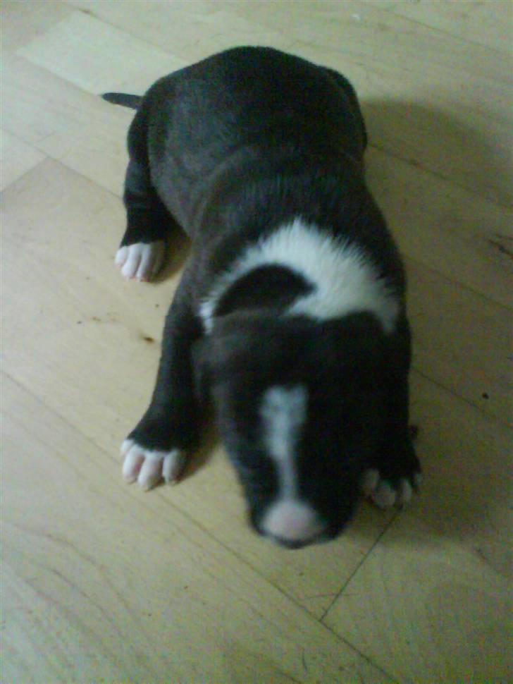 Amerikansk staffordshire terrier Chanti billede 7