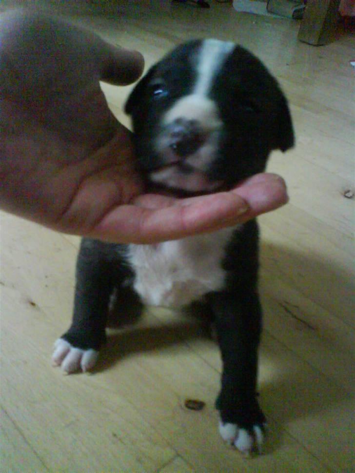 Amerikansk staffordshire terrier Chanti billede 8