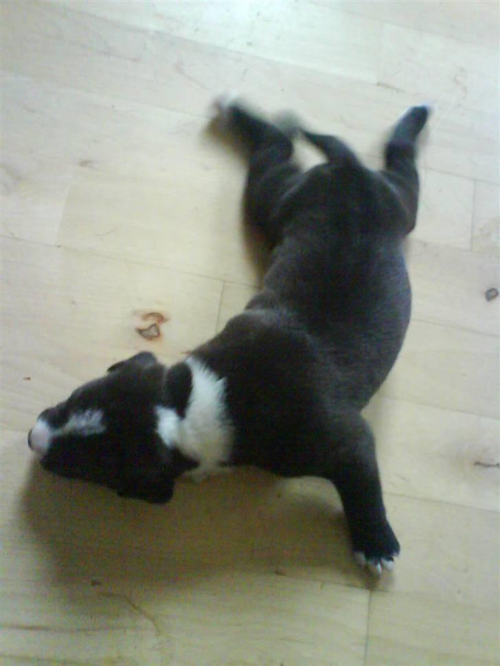 Amerikansk staffordshire terrier Chanti billede 9