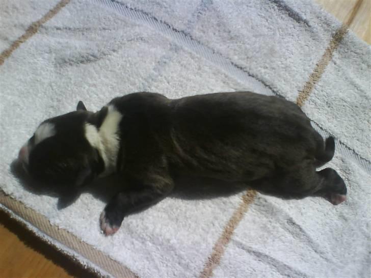 Amerikansk staffordshire terrier Chanti billede 10