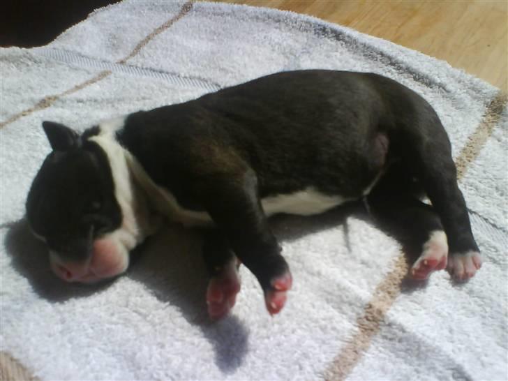 Amerikansk staffordshire terrier Chanti billede 11