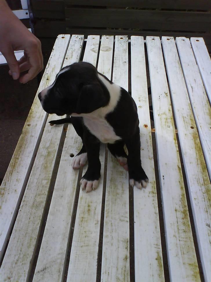 Amerikansk staffordshire terrier Chanti billede 12