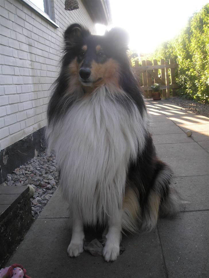 Collie langhåret Lucca   - Påske 2007 billede 10