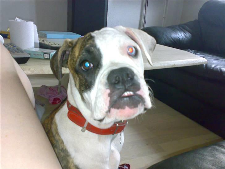 Amerikansk bulldog Matheos Raya billede 10