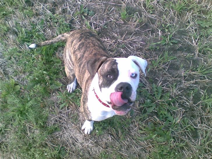 Amerikansk bulldog Matheos Raya billede 11