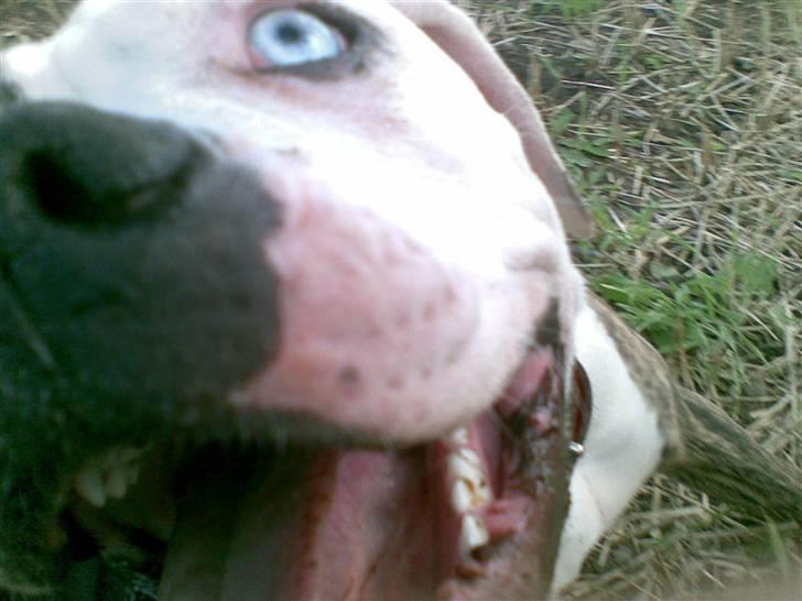 Amerikansk bulldog Matheos Raya billede 12