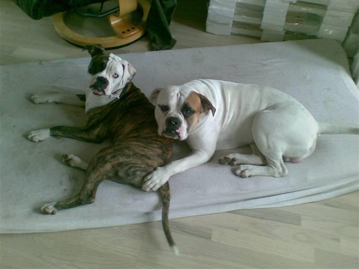 Amerikansk bulldog Matheos Raya billede 13