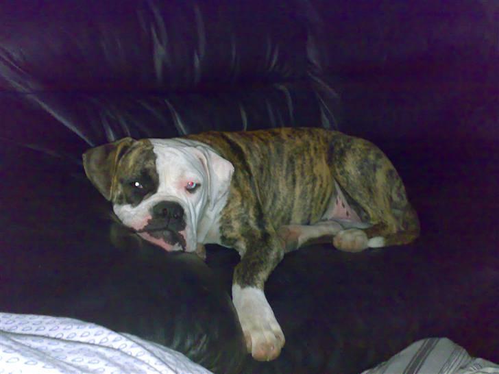 Amerikansk bulldog Matheos Raya billede 14