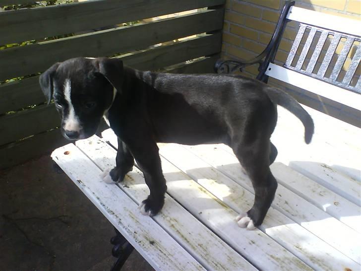 Amerikansk staffordshire terrier Chanti billede 13