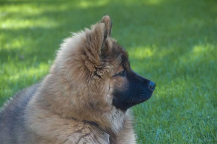 Eurasier Spike - Er jeg ikke smuk? billede 15