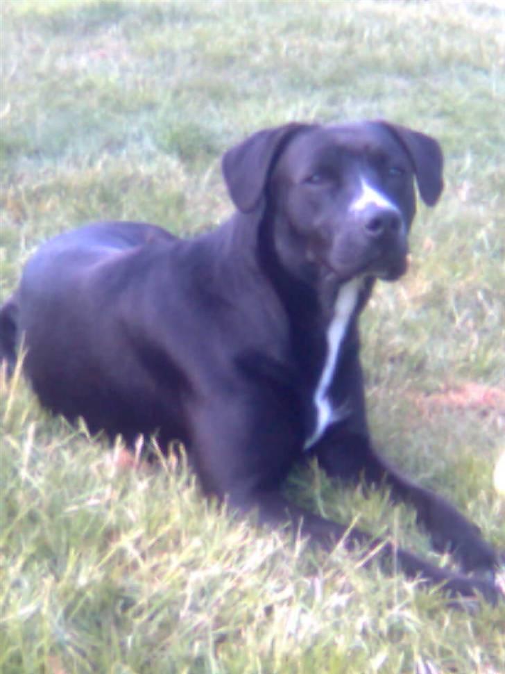 Amerikansk staffordshire terrier Bindi  billede 3