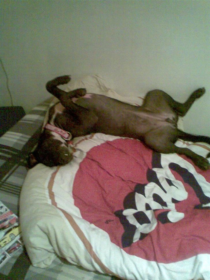 Amerikansk staffordshire terrier Bindi  billede 4