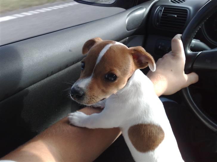 Jack russell terrier Valdemar-Valde blandt ven - På vej hjem fra opdrætter bibbi i Sønderborg med kurs mod tåstrup. Tryg ved turen i bil billede 1
