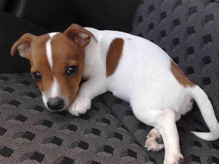 Jack russell terrier Valdemar-Valde blandt ven - Tror jeg lægger mig i 5 min billede 2