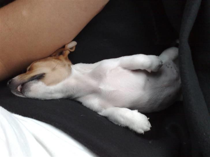 Jack russell terrier Valdemar-Valde blandt ven - ja så står den på morfar med blød hat.... billede 3