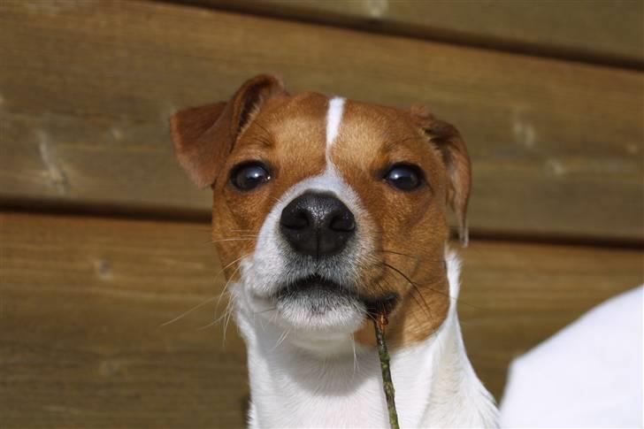 Jack russell terrier Valdemar-Valde blandt ven - 22 uger nu billede 4